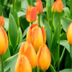 Tulipán (Tulipa gesneriana) - Oranžový 1 cibuľka v kvetináči, kont. C1L